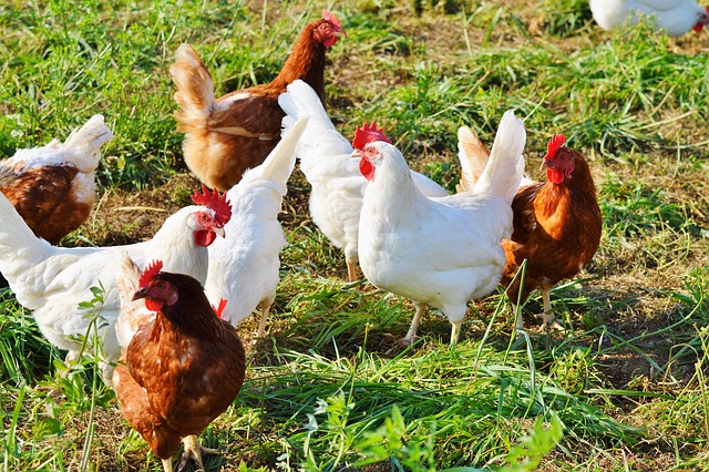 productivity-improvement-cost-reduction-in-poultry-farming